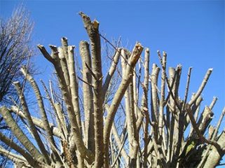 cutbacktree.jpg cutbacktree.jpg