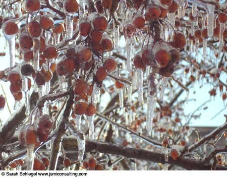 Frozenberries.jpg