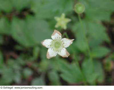 starflower.jpg