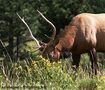 elk2.jpg