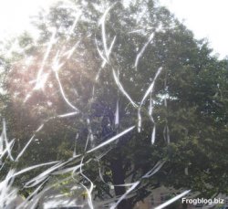 Tree and Paper