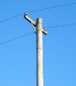 Phone Line