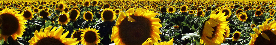 Frog Blog Rotating Header Image